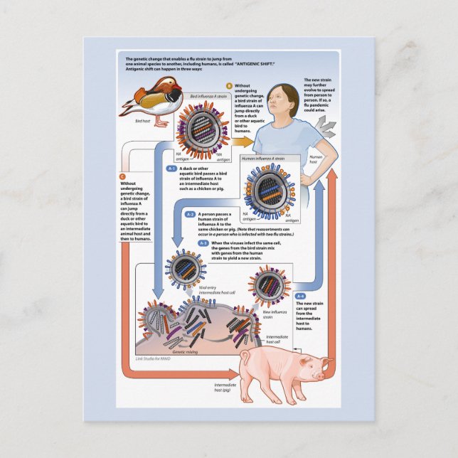 Cartão Postal Ilustração do desvio antigênico (influenza) (Frente)