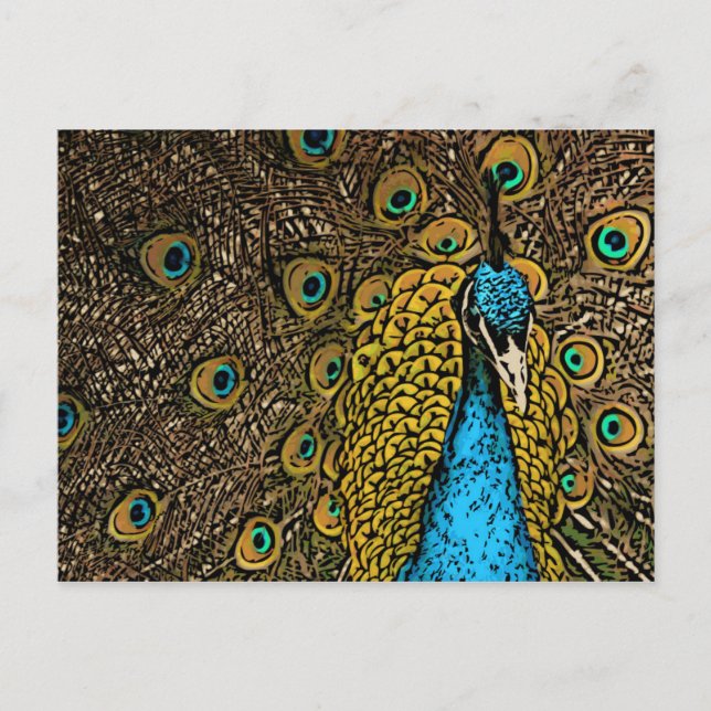 Cartão Postal Ilustração do Distribuidor de Peacock (Frente)