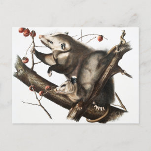 Cartão Postal Ilustração do Gambá da Virgínia Didelphis Virginia