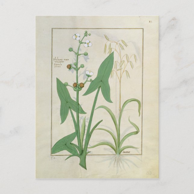 Cartão Postal Ilustração do Livro dos Medicamentos Simples 2 (Frente)