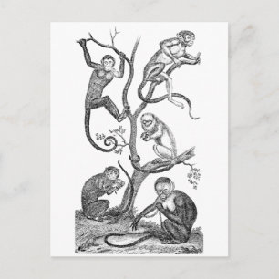 Cartão Postal Ilustração do macaco-da-safra - Macacos da déca