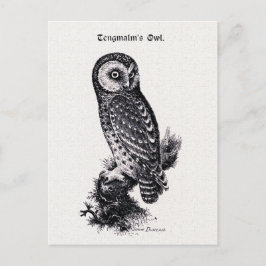 Cartão Postal Ilustração do pássaro da serra de Tengmalm