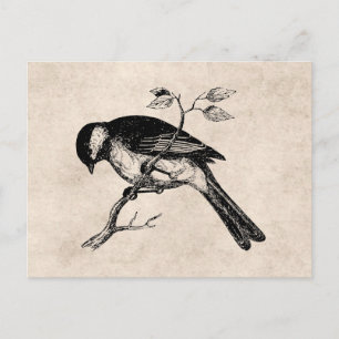 Cartão Postal Ilustração do pássaro de música vinda - Aves d
