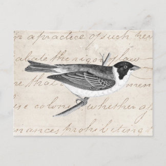 Cartão Postal Ilustração do pássaro de música vinda - Aves da dé