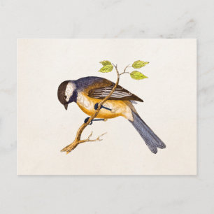 Cartão Postal Ilustração do pássaro de música vinda - Aves do sé