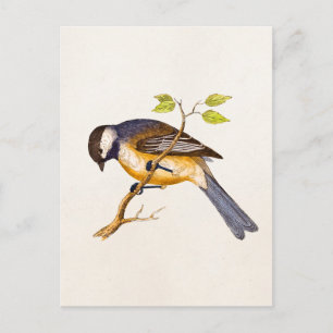 Cartão Postal Ilustração do pássaro de música vinda - Aves do sé