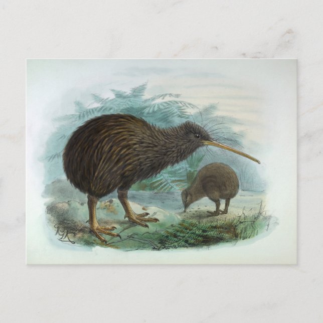 Cartão Postal Ilustração do pássaro marrom Kiwi da ilha norte (Frente)
