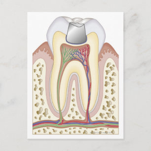 Cartão Postal Ilustração do preenchimento dentário