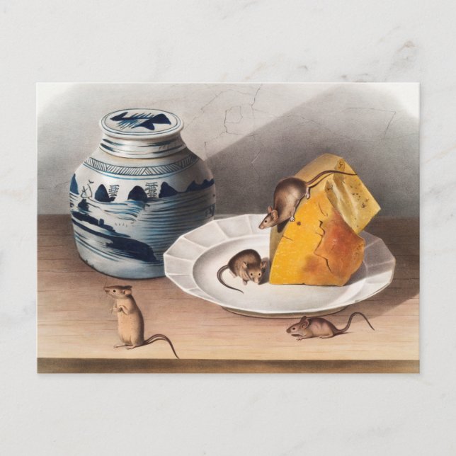 Cartão Postal Ilustração do rato (Mus-musculus) (Frente)