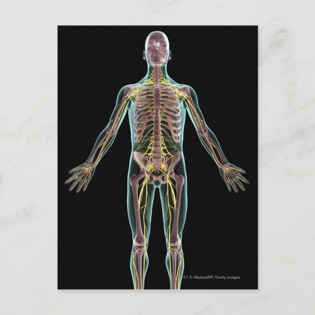 Cartão Postal Ilustração do sistema nervoso (Frente)