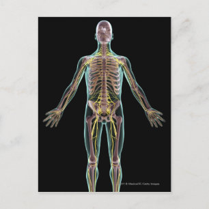 Cartão Postal Ilustração do sistema nervoso
