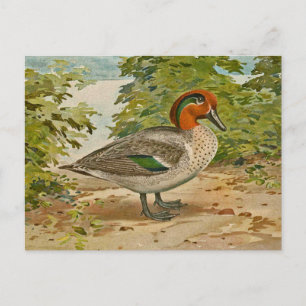 Cartão Postal Ilustração do Teal de asa verde
