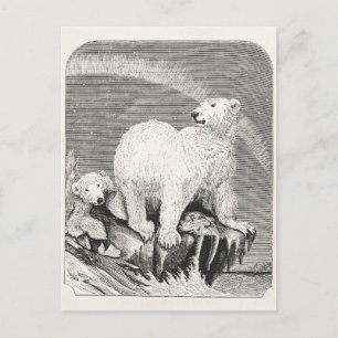Cartão Postal Ilustração do Urso Polar 1800s Ártico