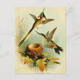 Cartão Postal Ilustração do Vintage Hummingbird
