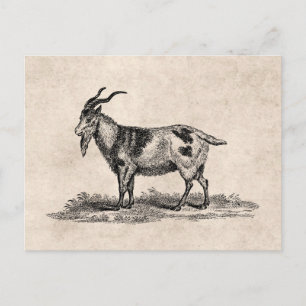 Cartão Postal Ilustração doméstica de carne de porco - Caprinos 