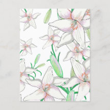 Ilustração dos lírios brancos