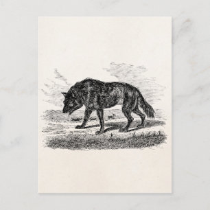 Cartão Postal Ilustração dos Lobos Americanos do Vintage Wolf 