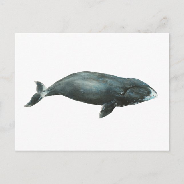 Cartão Postal Ilustração em aquarela da baleia-da-groenlândia (Frente)