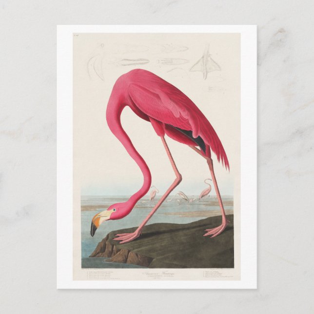 Cartão Postal Ilustração Flamingo de John James Audubon (Frente)