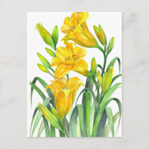 Cartão Postal Ilustração Floral dos Lírios Amarelos de Aquare