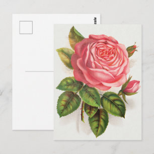 Cartão Postal Ilustração Floral Rosa Antiga Cottagecore