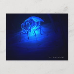 Cartão Postal Ilustração luminescente de uma mosca tsé-tsé