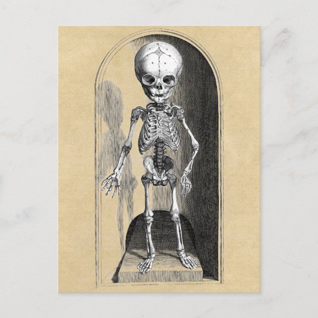 Cartão Postal Ilustração Médica Bidloo (Anterior) (Frente)