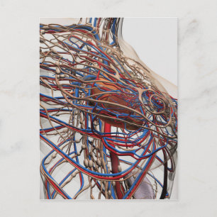 Cartão Postal Ilustração Médica Das Artérias Mamárias