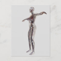 Ilustração Médica De Artérias Femininas, Veias