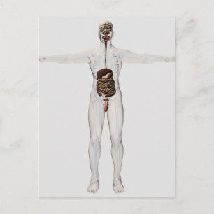 Cartão Postal Ilustração Médica Do Sistema Digestivo Masculin