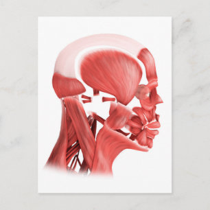 Cartão Postal Ilustração Médica Dos Músculos Faciais Masculi