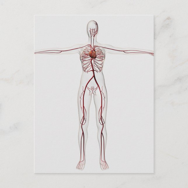 Cartão Postal Ilustração Médica: Sistema Circulatório Feminino 3 (Frente)