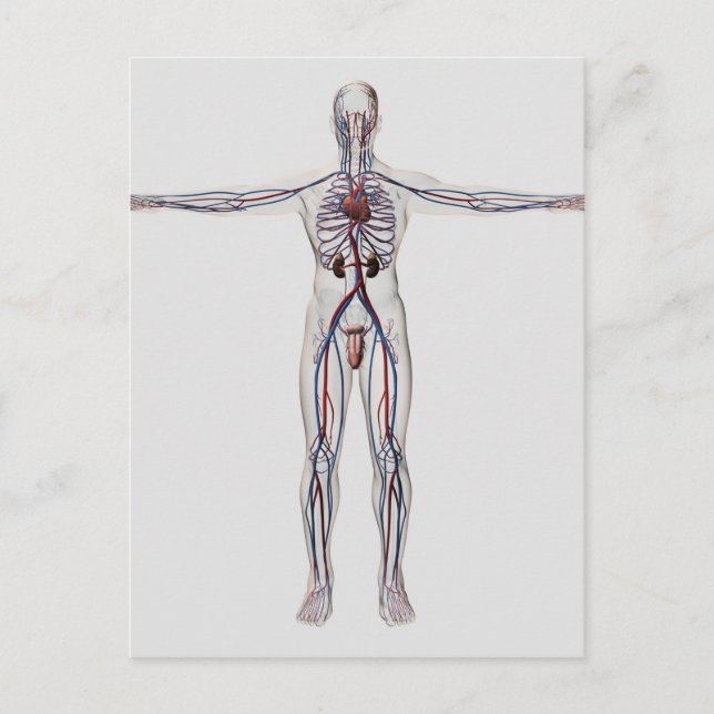 Cartão Postal Ilustração Médica: Sistema de Reprodução Masculino (Frente)