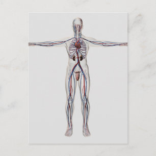 Cartão Postal Ilustração Médica: Sistema de Reprodução Masculino