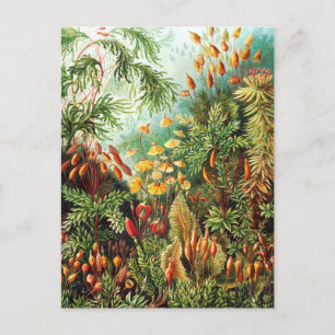Cartão Postal Ilustração Muscinae de Ernst Haeckel