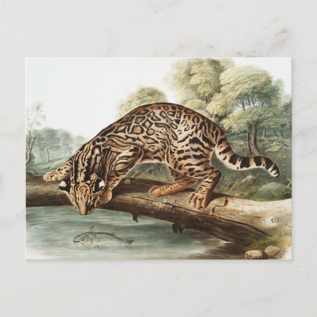 Cartão Postal Ilustração Ocelot, Gato-Leopardo (Felis pardalis) (Frente)