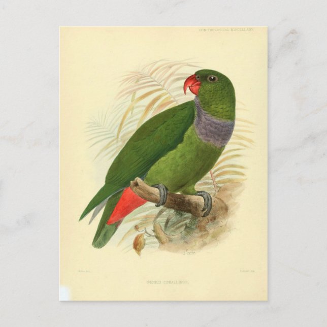 Cartão Postal ilustração oiseau (Frente)