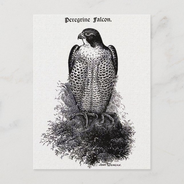 Cartão Postal Ilustração Peregrine Falcon Vintage Bird (Frente)