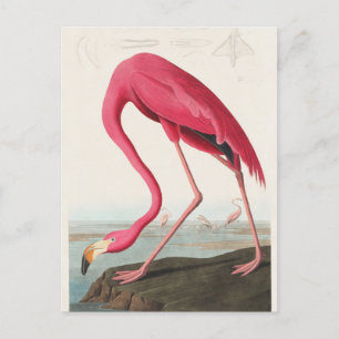 Cartão Postal Ilustração Pink Flamingo