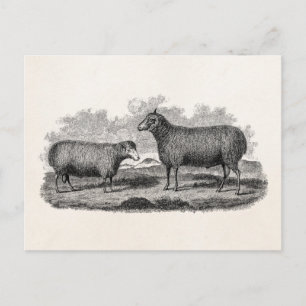 Cartão Postal Ilustração Retro de Ovelha Fêmea do Século 1800 Fa