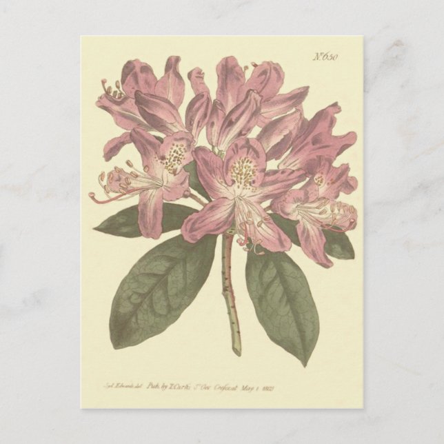 Cartão Postal Ilustração Rhododendron Roxo (Frente)