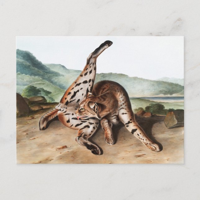Cartão Postal Ilustração Texan Lynx (Lynx rufus var maculatus) (Frente)
