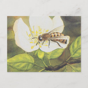 Cartão Postal Ilustração Vintage : Abelha Numa Flor Branca