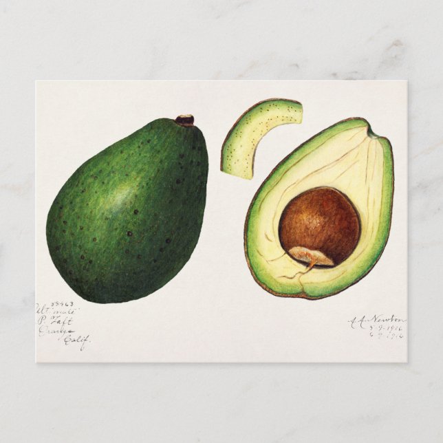Cartão Postal Ilustração Vintage Avocado (Frente)