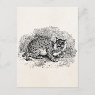 Cartão Postal Ilustração Vintage Bobcat 1800s Bob Cat Lynx