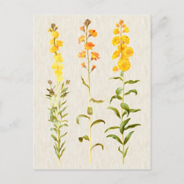 Cartão Postal Ilustração Vintage Botanical Wallflower (Frente)