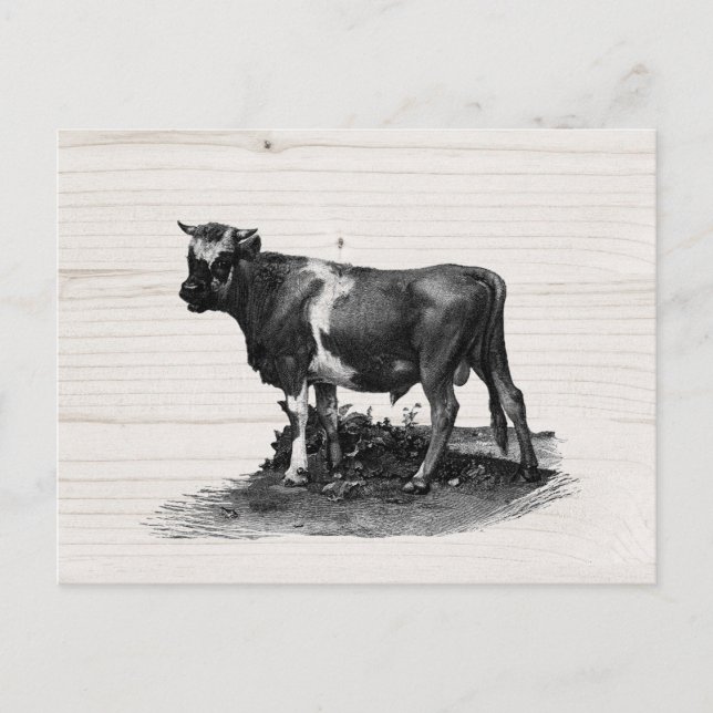 Cartão Postal Ilustração Vintage Cow (Frente)