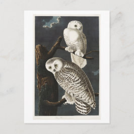 Cartão Postal Ilustração Vintage da Coruja da Neve de Audubon