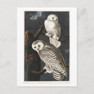 Cartão Postal Ilustração Vintage da Coruja da Neve de Audubon