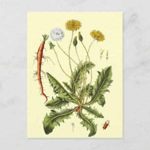 Cartão Postal Ilustração Vintage Dandelion